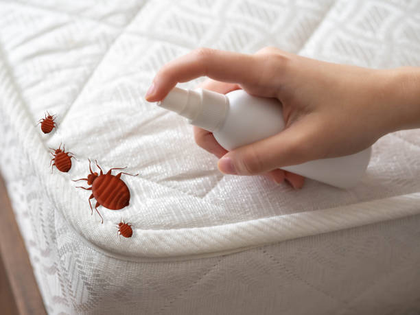Best Termite Control Services  in Crooked Lake Park, FL